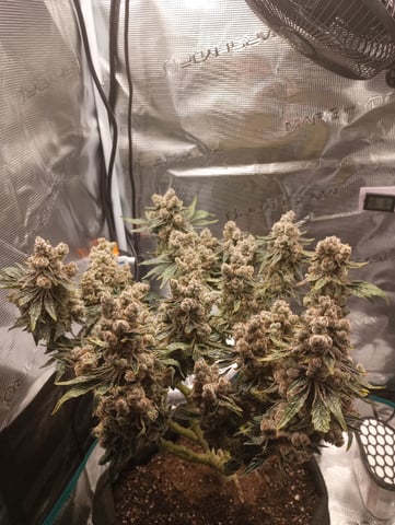 Wizard Punch first grow  — flower, day 122