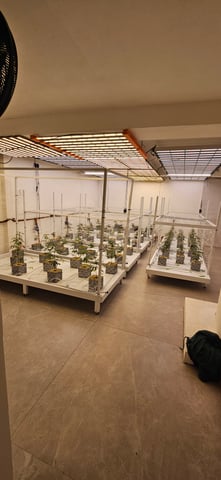 alt — vegetative, day 1