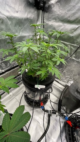 1st Ever Grow (Fat Bastard)(RDWC)  — flower, day 104