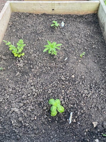queen of soul X cap junky  — vegetative, day 31