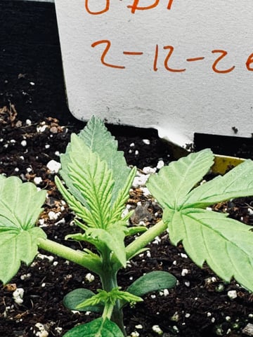 Frugal Farmer #1 — vegetative, day 16