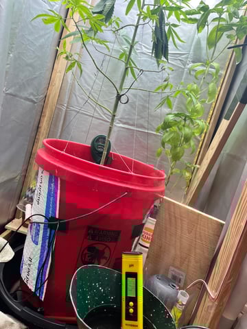 My Devine Conscious  — vegetative, day 133