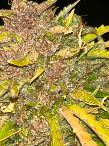 2nd grow — flower, day 90