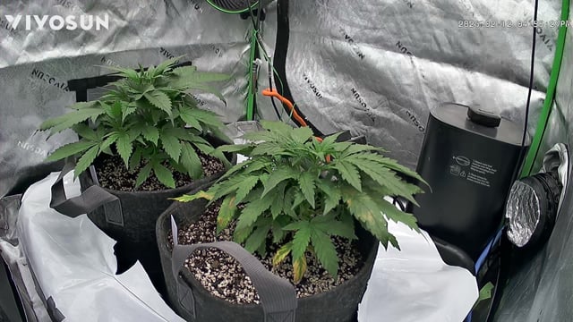 Ztrawberriez (Auto) 2026 - 1 — vegetative, day 32