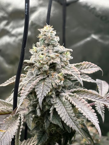 northern lights — vegetative, day 9