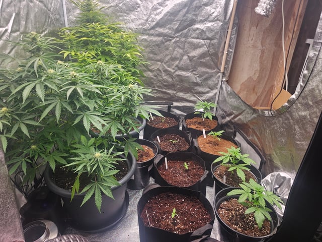 round 2 — seedling_rooting, day 18