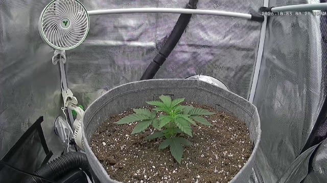 FastBuds Gorilla Melon 