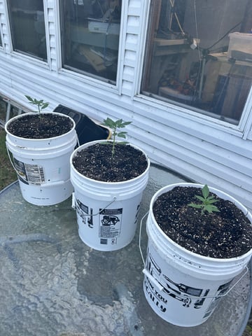 Season 2 — vegetative, day 21