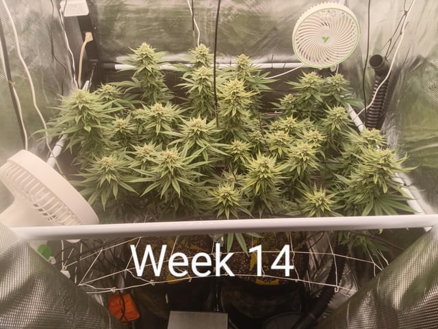 Starfighter/Ohio Guptilla Hybrid — flower, day 22