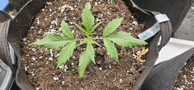 critical orange punch / strawberry soda — grow_setup, day 2