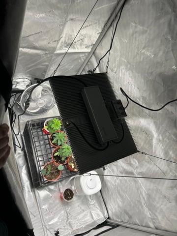 Stardust OG  — vegetative, day 18