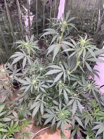 FIRST AUTO RUN — auto, day 23