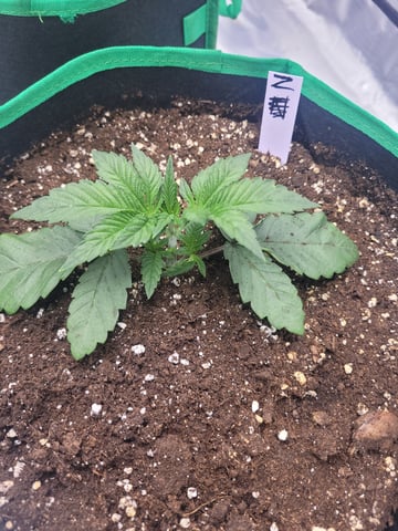 herbies free seed — vegetative, day 14