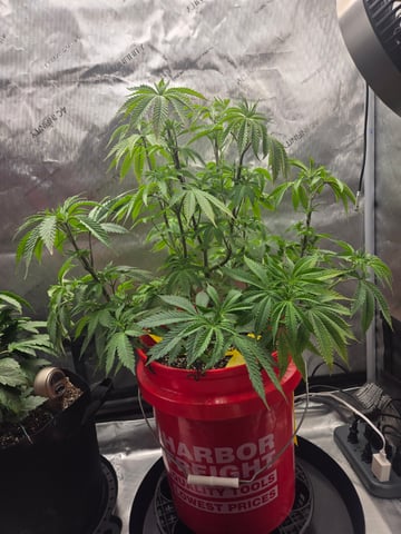 First Grow — vegetative, day 10