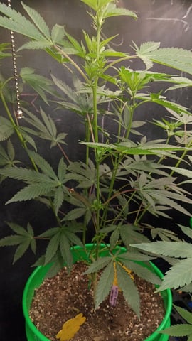 Third Grow — flower, day 71