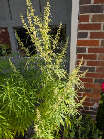 outdoor — vegetative, day 113