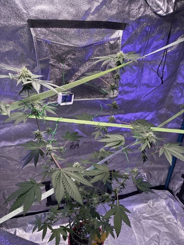 I Dont Know What Kind It Is Lol — flower, day 20