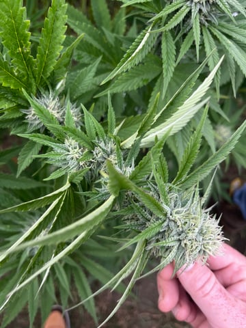 outdoor grow  — flower, day 32