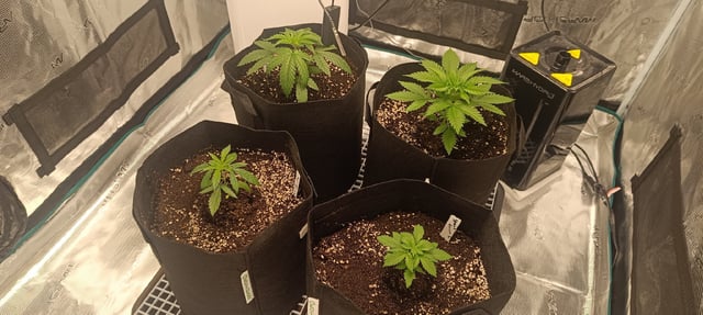 First Time Growing  — vegetative, day 12
