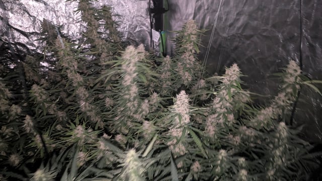 Strawberry Cheesecake Seedsman Seeds Autoflowers x2 — flower, day 80