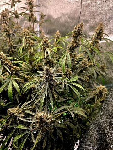 Hydroponic Photos — flower, day 81