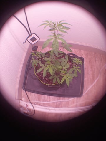 FKAFL — vegetative, day 11