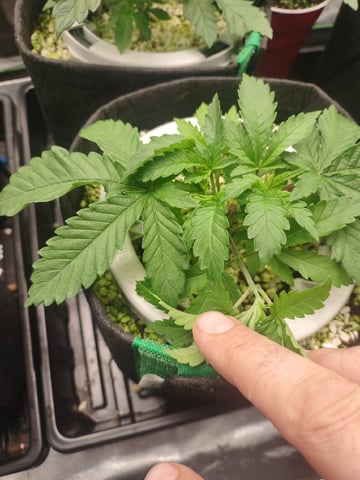 Mainely Genetics Micro Pheno Hunt — vegetative, day 21