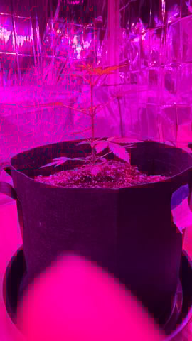 B2 — vegetative, day 35