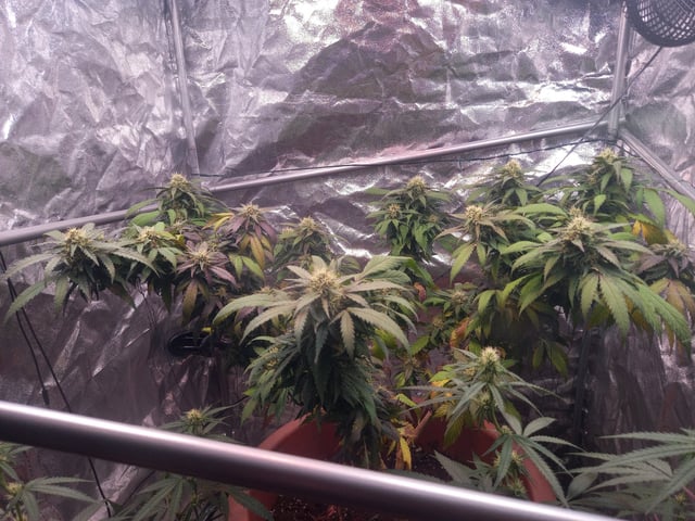 ( Guava Dawg × Sour Tangie ) F2 — flower, day 20