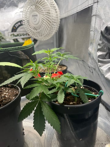 32oz Container Grow — vegetative, day 3