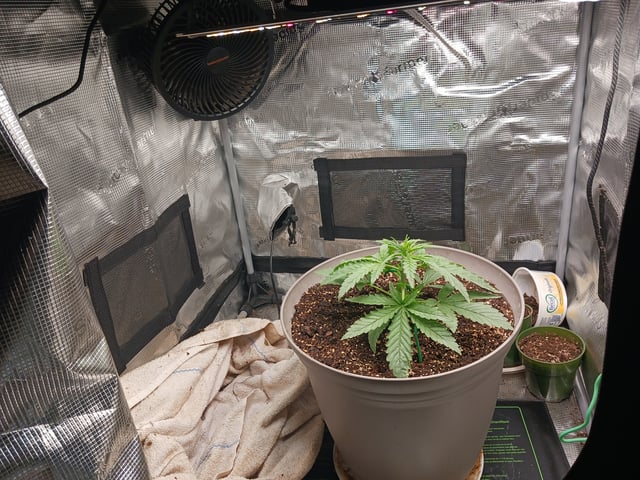 4th grow  — vegetative, day 148