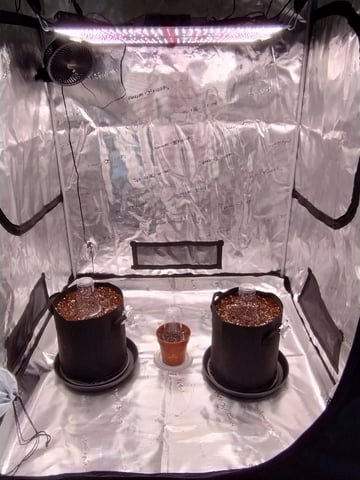 First grow — germination, day 1