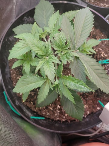 SUMMER 2026 — vegetative, day 27
