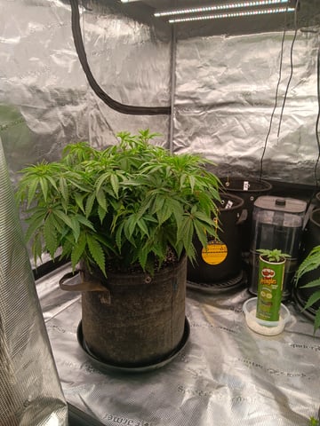 Master Kush — flower, day 49