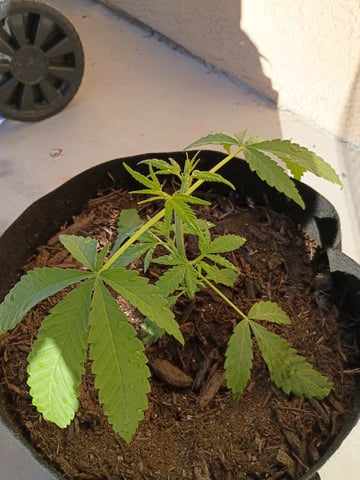 Purple Plum Perfect 💜 & 2 Grape Runtz 🍇 Mainlining garden.  — vegetative, day 47