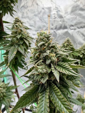 Bluntz Grow — flower, day 65