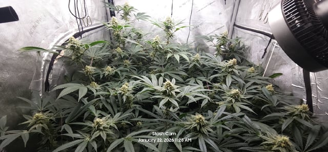 Another Custom Creation — flower, day 117