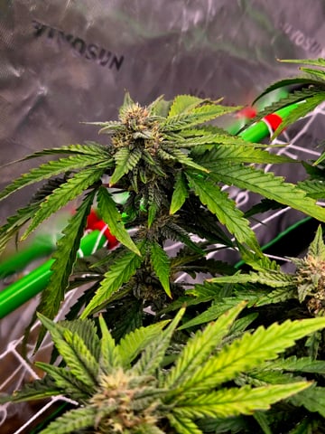 Fastbuds Autoflower Run — flower, day 84