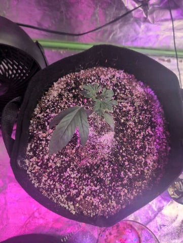 2025-26 — vegetative, day 11