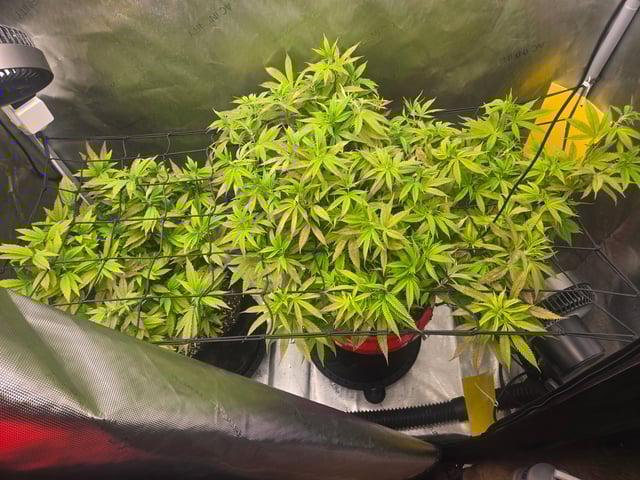 First Grow — vegetative, day 48