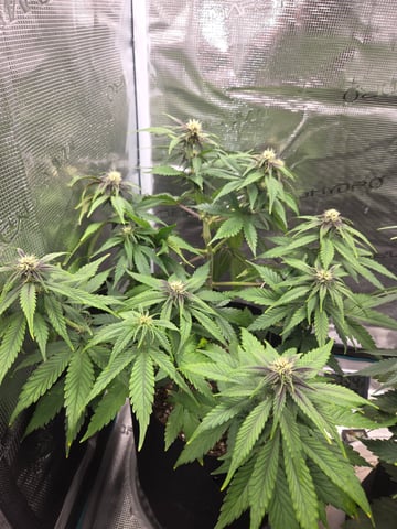 second grow — flower, day 36