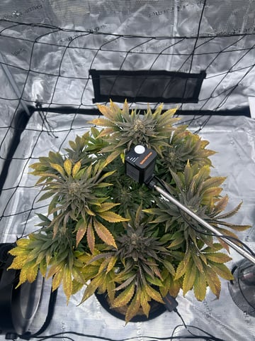 2025-26 harvest INDOOR — flower, day 145