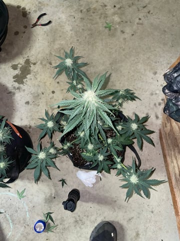 Autos and sour diesel! — flower, day 28