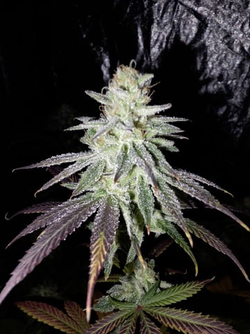Apple fritta — flower, day 87