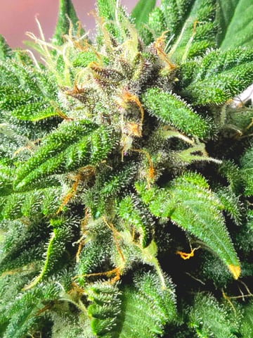 Fast Buds - Purp Lemonade — flower, day 50