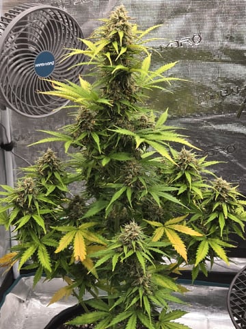 StrawZ (autoflower) — flower, day 85