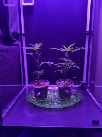 beginner grow attempt — vegetative, day 1