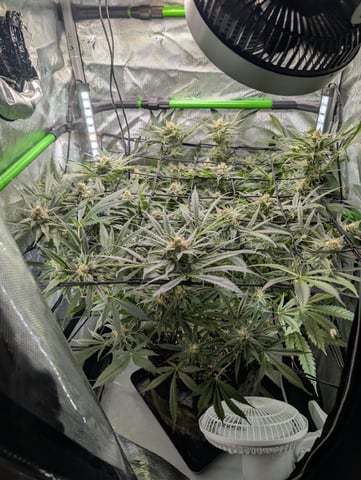 Cinderella 99 — flower, day 91