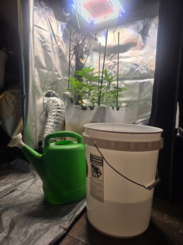 Looking for advice! — flower, day 49