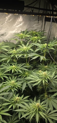Maple Nectar  — flower, day 62
